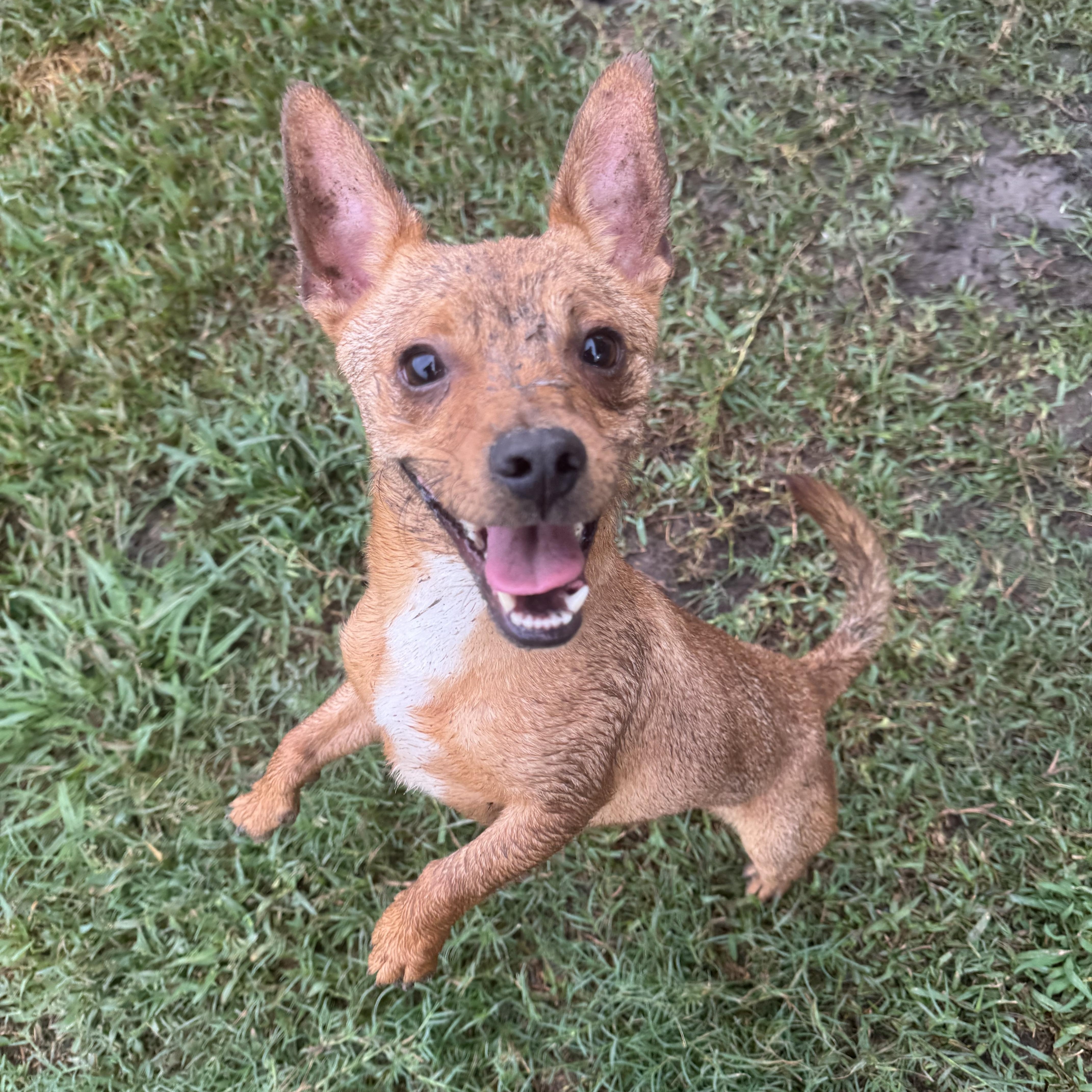 Enlarge Louie B, a Adopted mixed breed in Winnetka, IL image 4/6