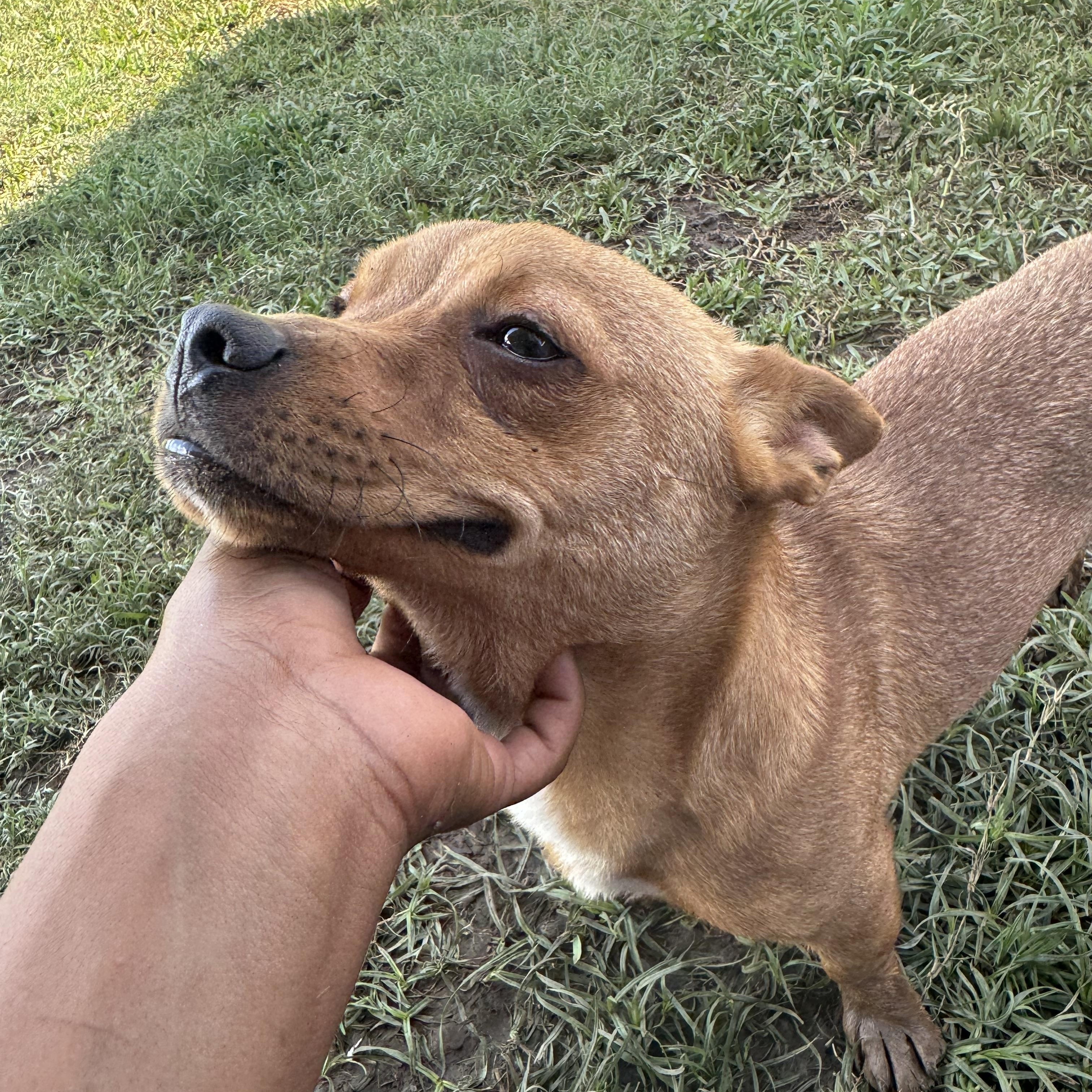 Louie B, Adopted, Young Male Chiweenie.
