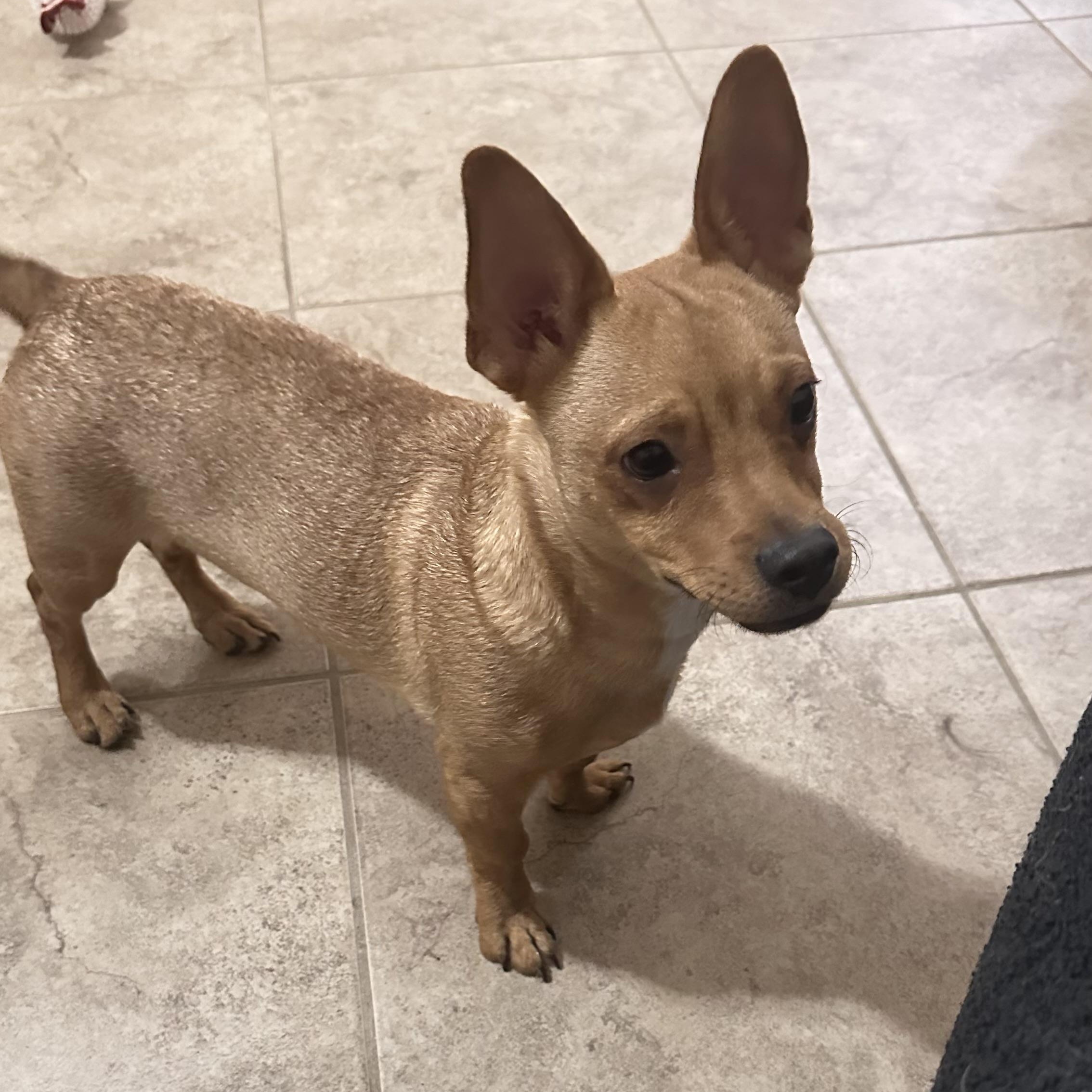 Enlarge Louie B, a Adopted mixed breed in Winnetka, IL image 2/6