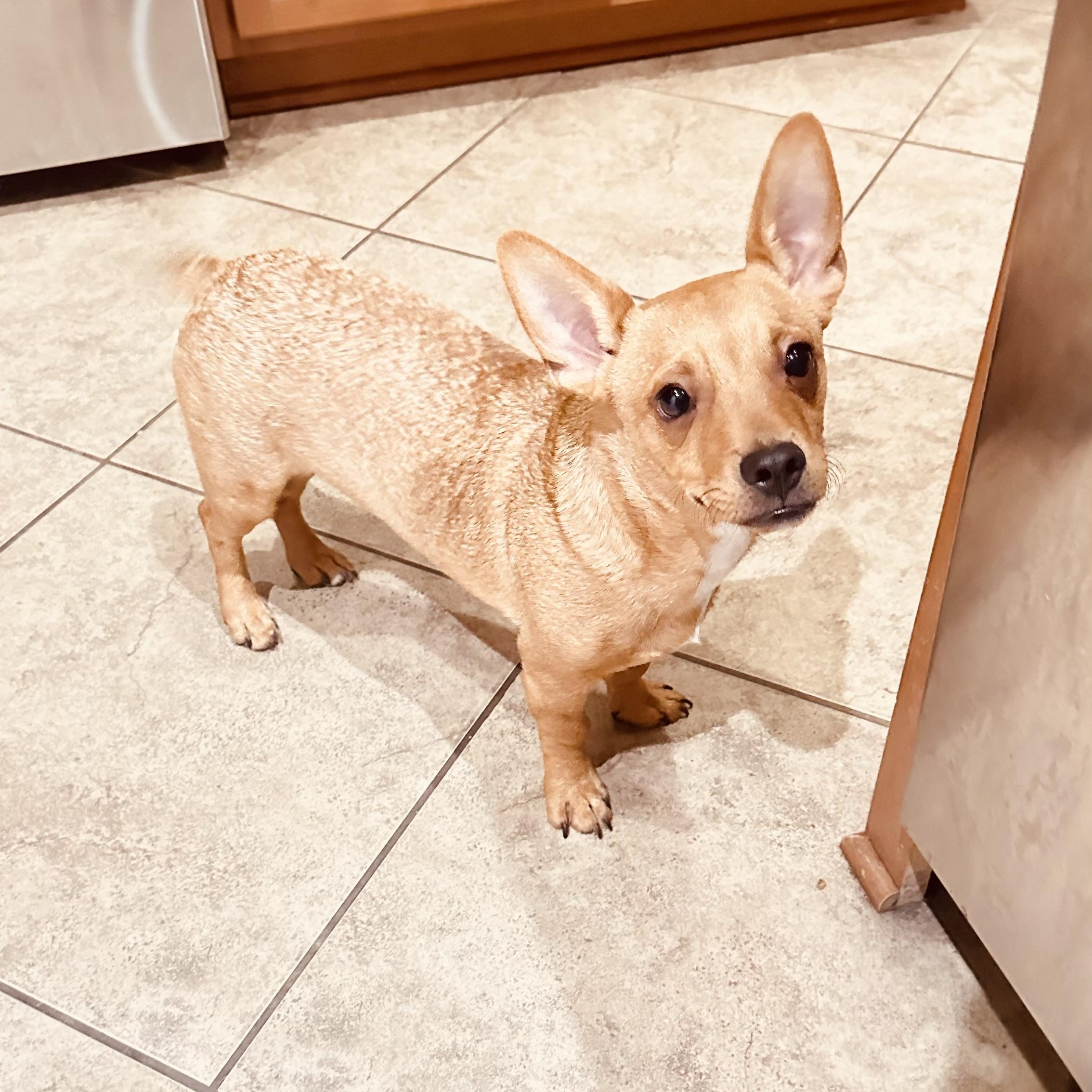 Enlarge Louie B, a Adopted mixed breed in Winnetka, IL image 3/6