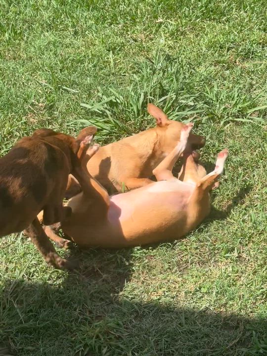 Enlarge Louie B, a Adopted mixed breed in Winnetka, IL video 5/6