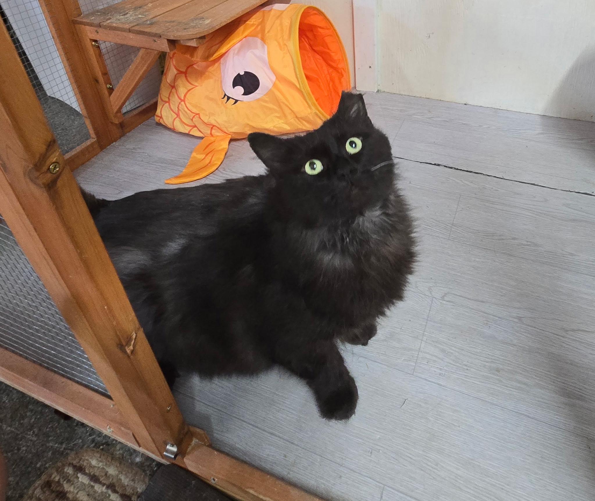 Oscar, Drayton stray