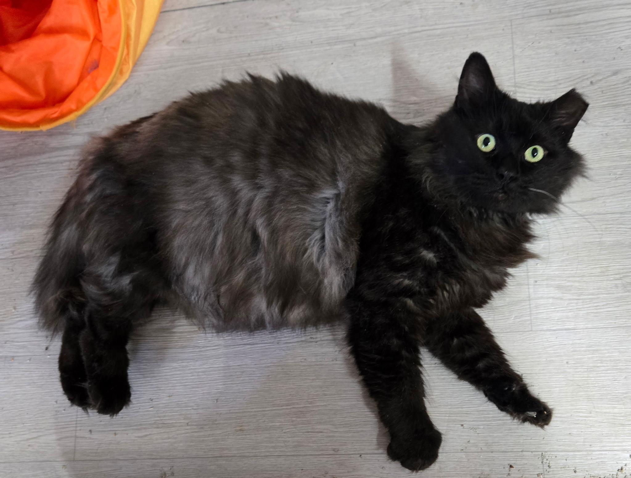 Oscar, Drayton stray