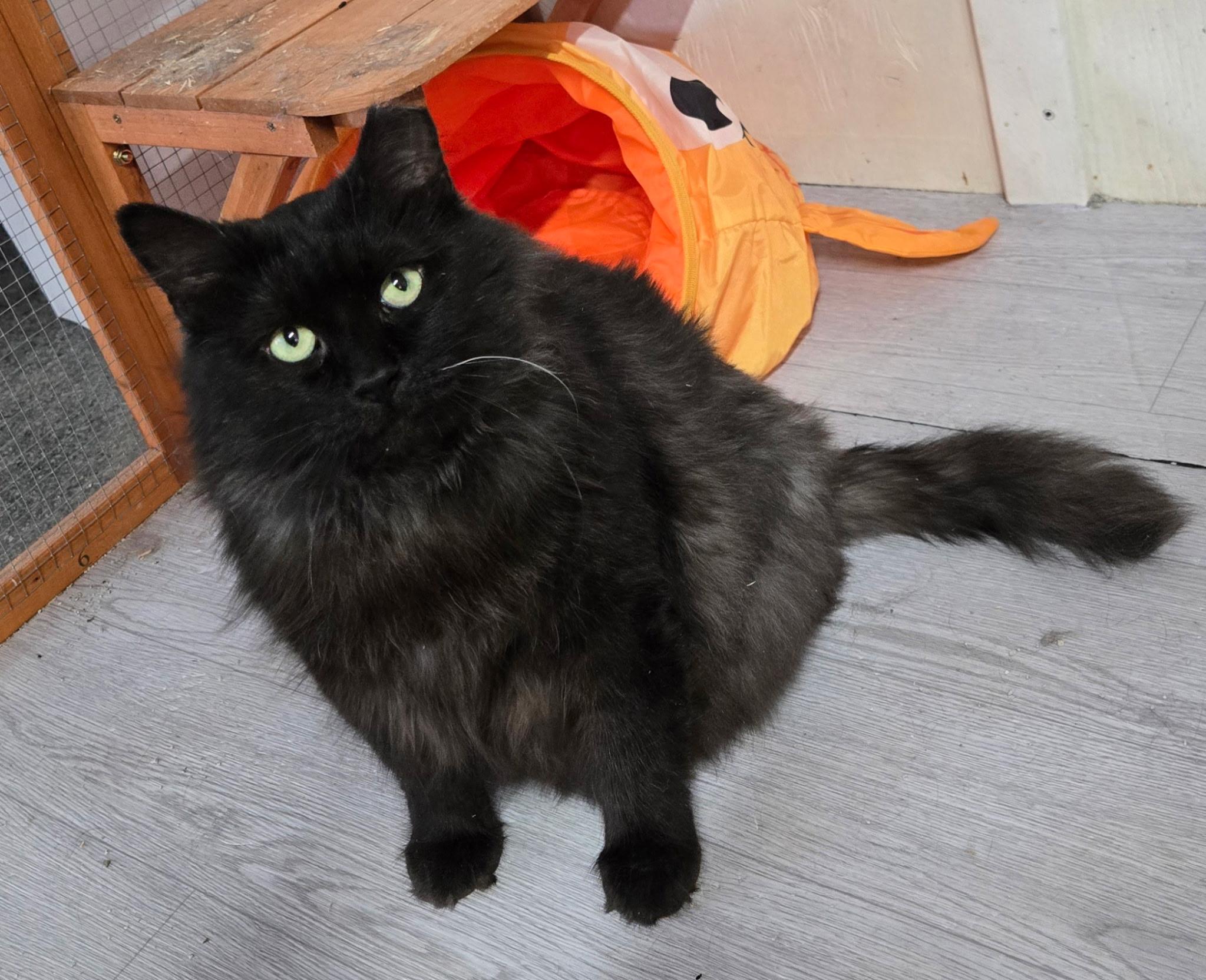 Oscar, Drayton stray