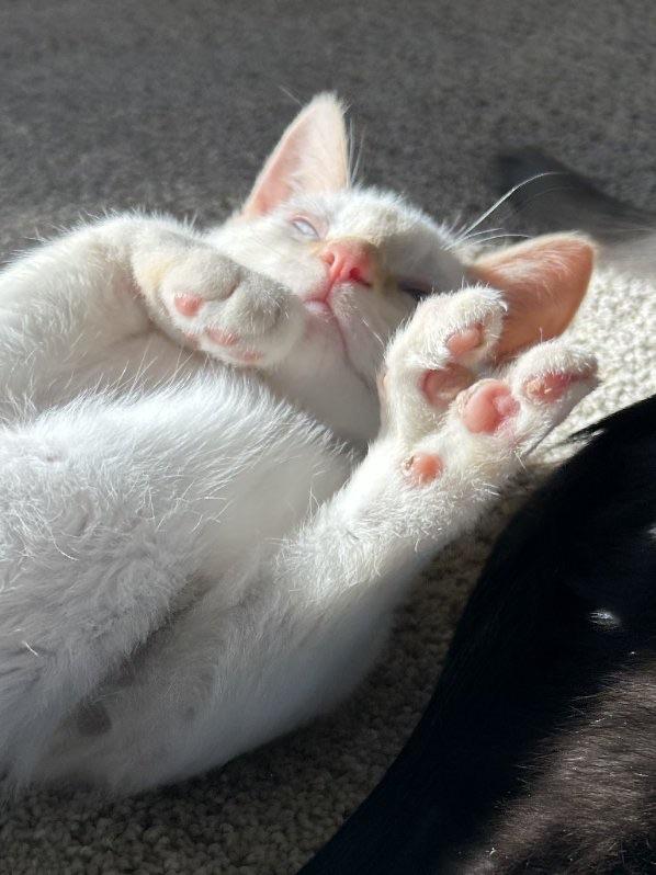 Misty: A Cream-Colored Bundle of Joy, adopted, Kitten Male Domestic Short Hair.