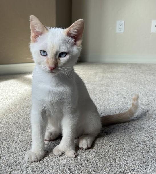 Enlarge Misty: A Cream-Colored Bundle of Joy, an adopted Domestic Short Hair in Prescott, AZ image 2/3