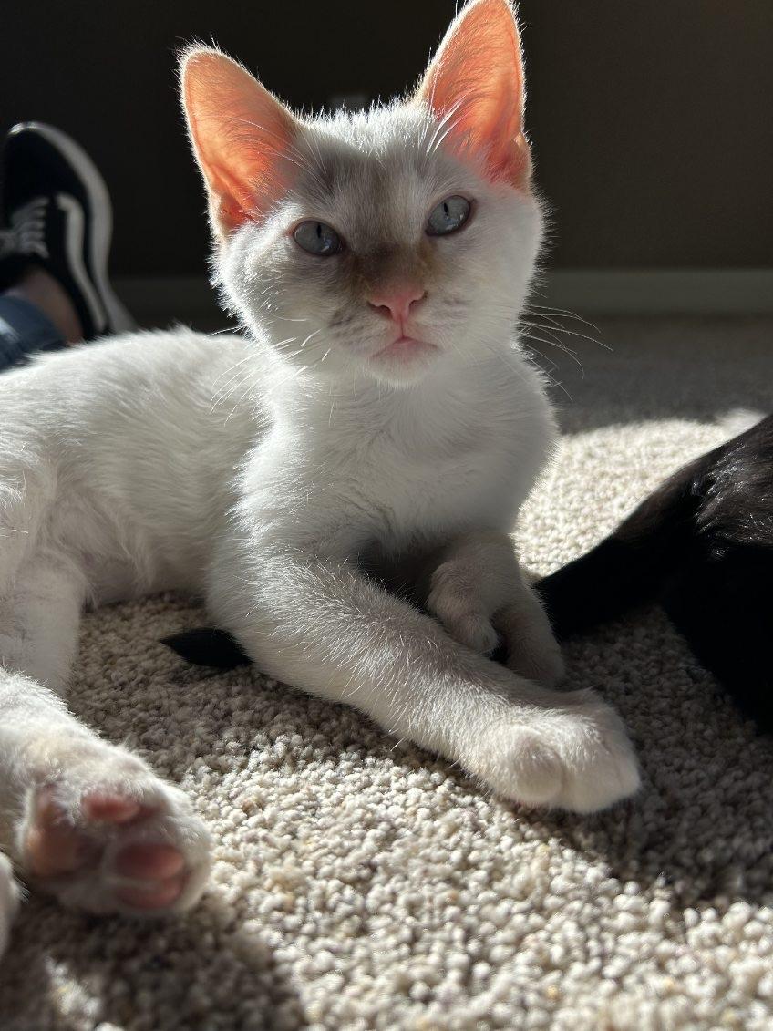 Enlarge Misty: A Cream-Colored Bundle of Joy, an adopted Domestic Short Hair in Prescott, AZ image 3/3