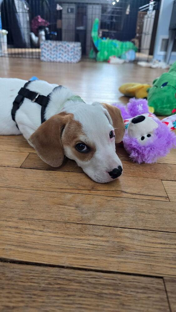 Louie, Adoptable, Puppy Male Beagle & Jack Russell Terrier.
