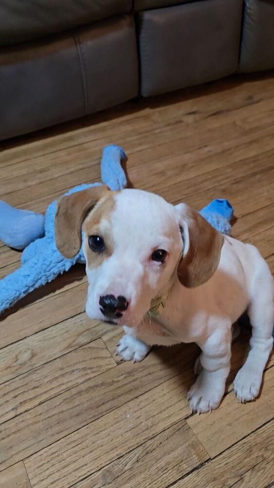 Enlarge Louie, a Adoptable mixed breed in Willingboro, NJ image 2/5