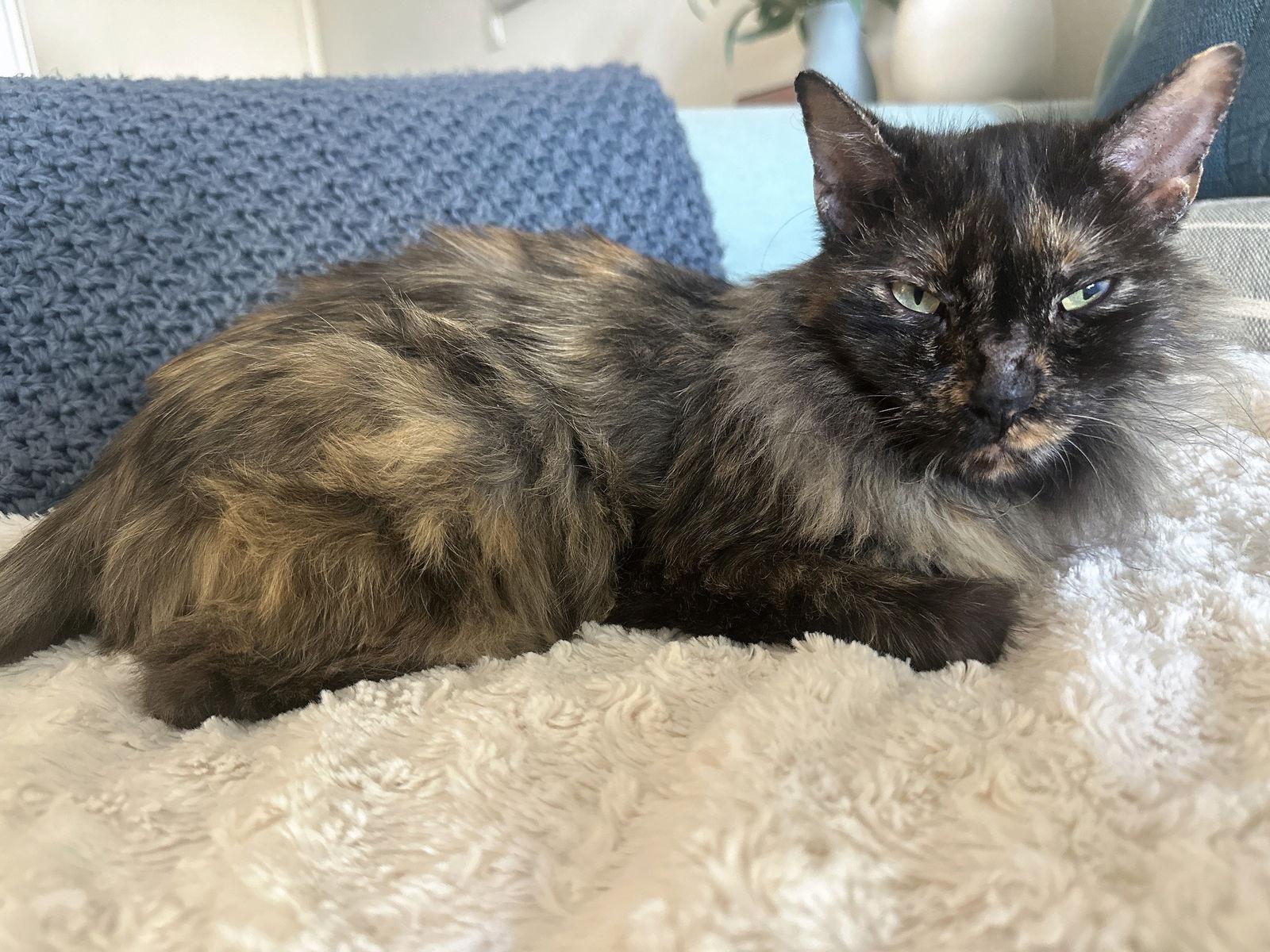 Lyra, Adoptable, Adult Female Domestic Medium Hair & Tortoiseshell.