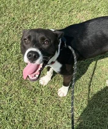 Floyd, Adoptable, Young Male Terrier.