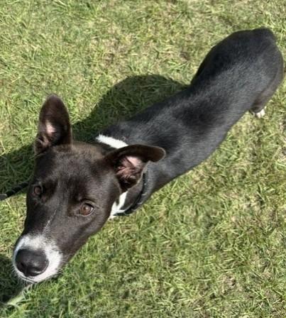Enlarge Floyd, a Adoptable mixed breed in Springfield, GA image 2/5