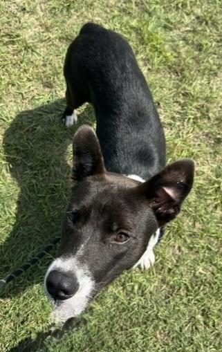 Enlarge Floyd, a Adoptable mixed breed in Springfield, GA image 3/5