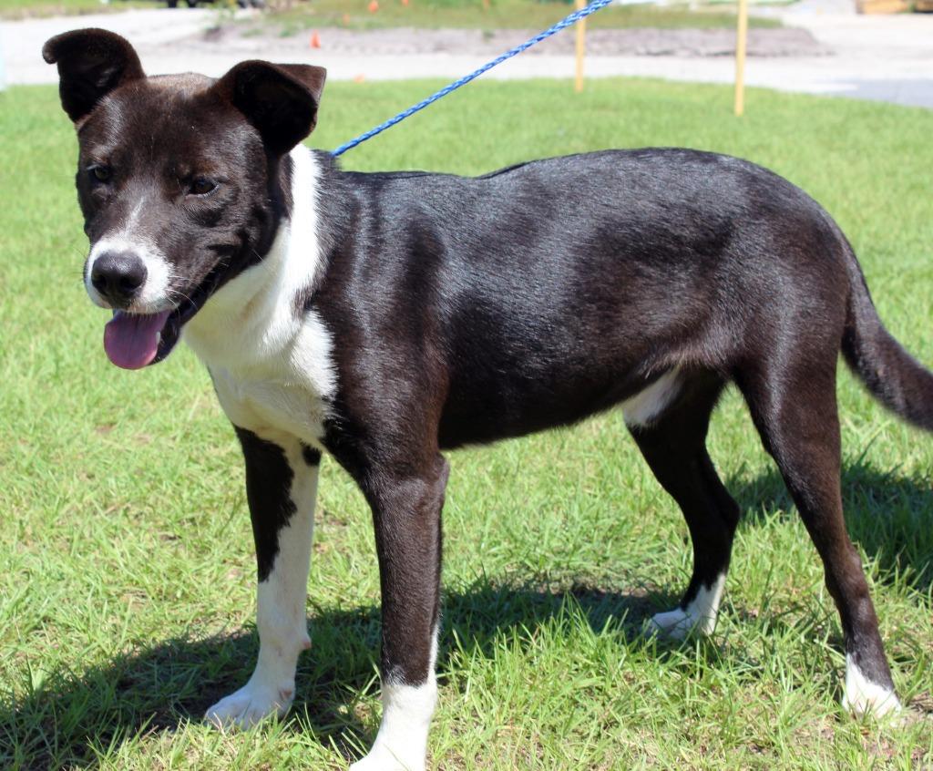 Enlarge Floyd, a Adoptable mixed breed in Springfield, GA image 4/5