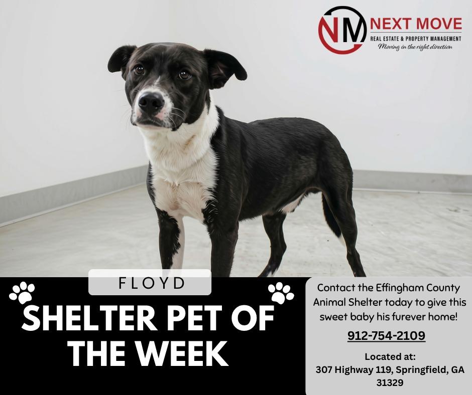 Enlarge Floyd, a Adoptable mixed breed in Springfield, GA image 5/5