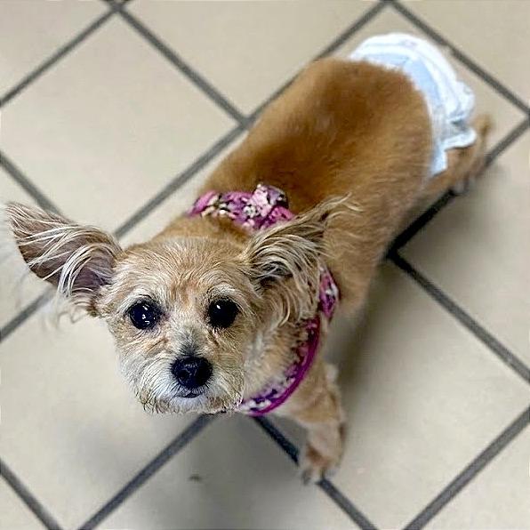 Puff, Adoptable, Senior Female Yorkshire Terrier & Mixed Breed.