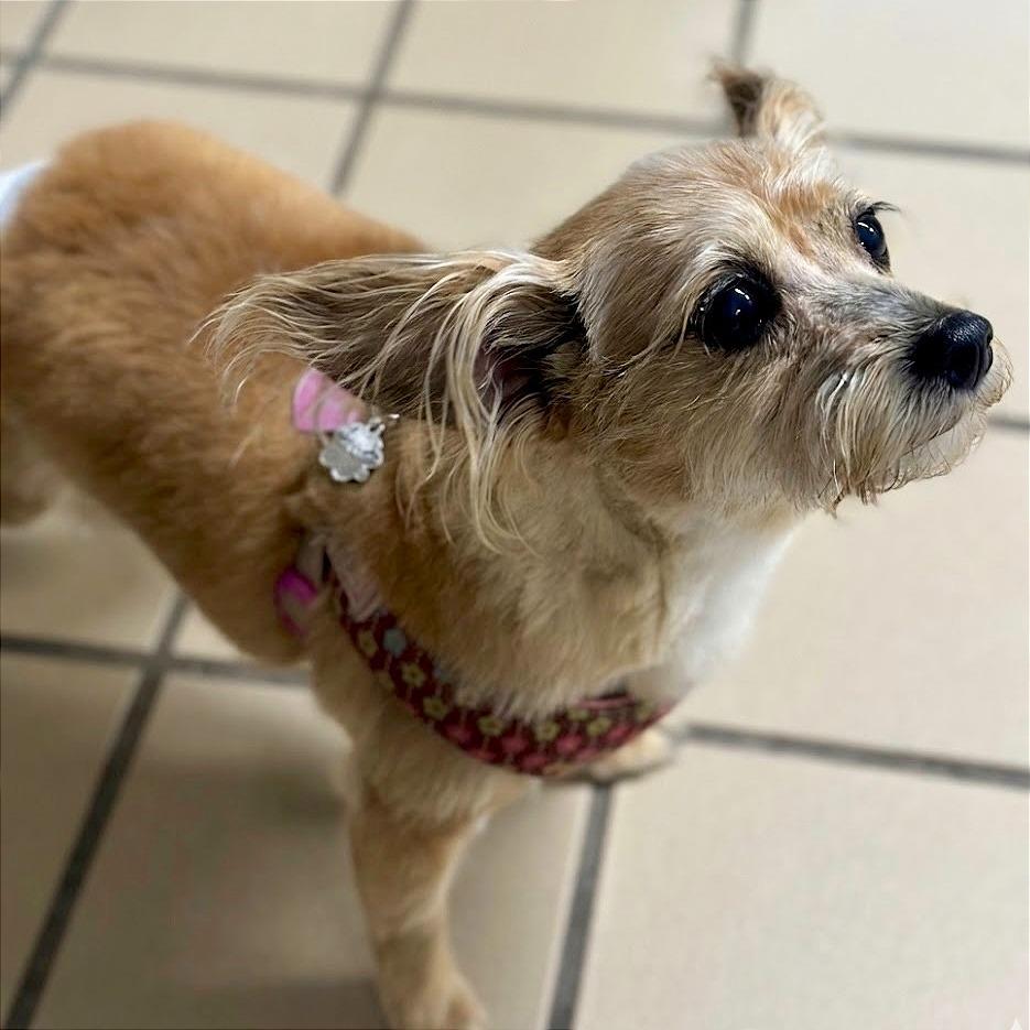 Enlarge Puff, a Adoptable mixed breed in Lufkin, TX image 2/6