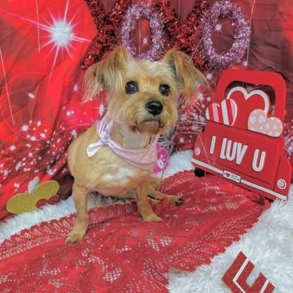 Enlarge Puff, a Adoptable mixed breed in Lufkin, TX image 3/6