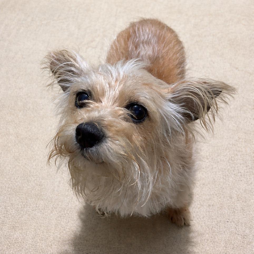 Enlarge Puff, a Adoptable mixed breed in Lufkin, TX image 4/6