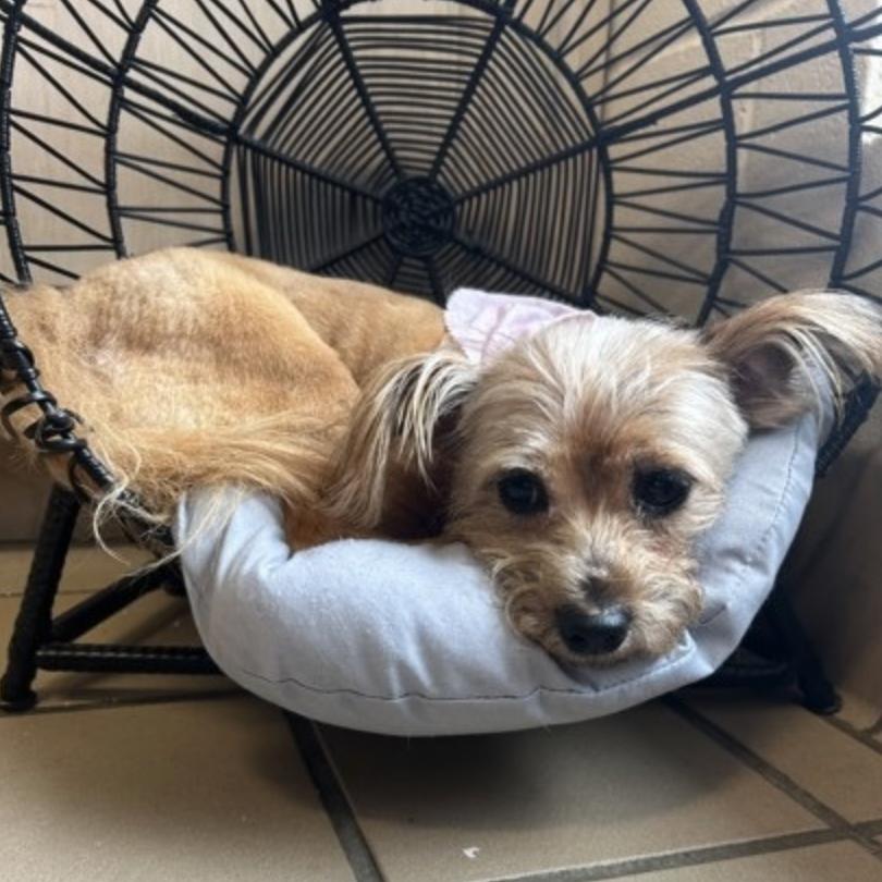 Enlarge Puff, a Adoptable mixed breed in Lufkin, TX image 6/6