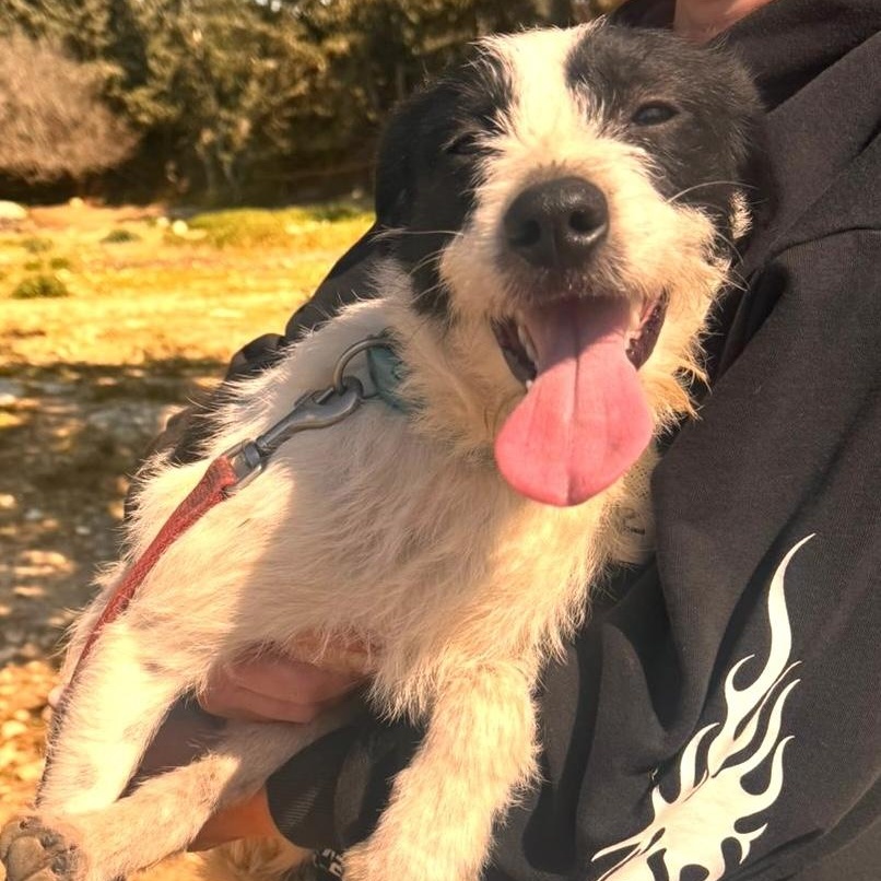 Tino, a ADOPTABLE mixed breed in Morristown, NJ image 6/6