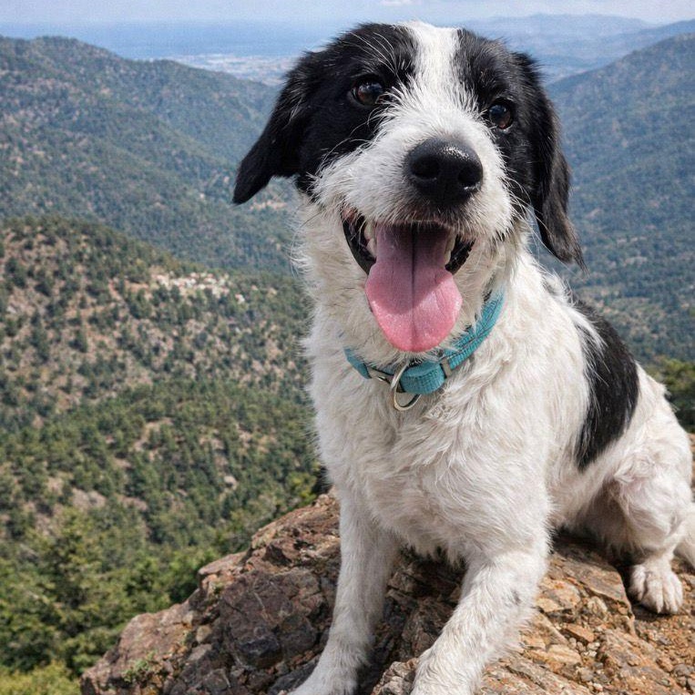 Tino, ADOPTABLE, Young Male Parson Russell Terrier & Wire Fox Terrier.
