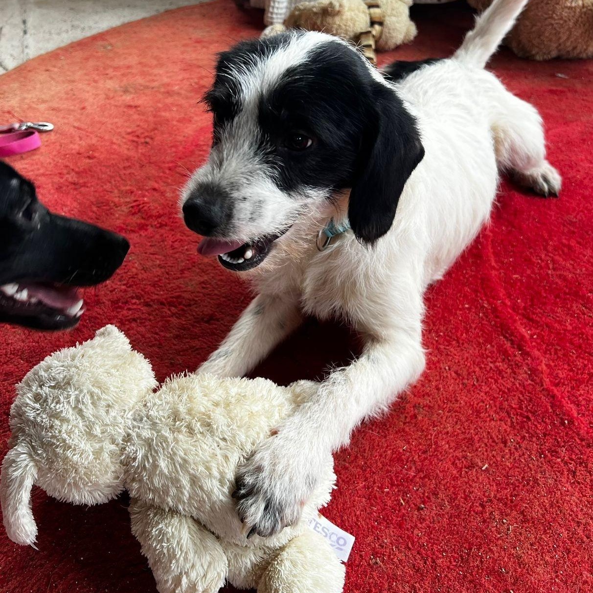 Tino, a ADOPTABLE mixed breed in Morristown, NJ image 3/6