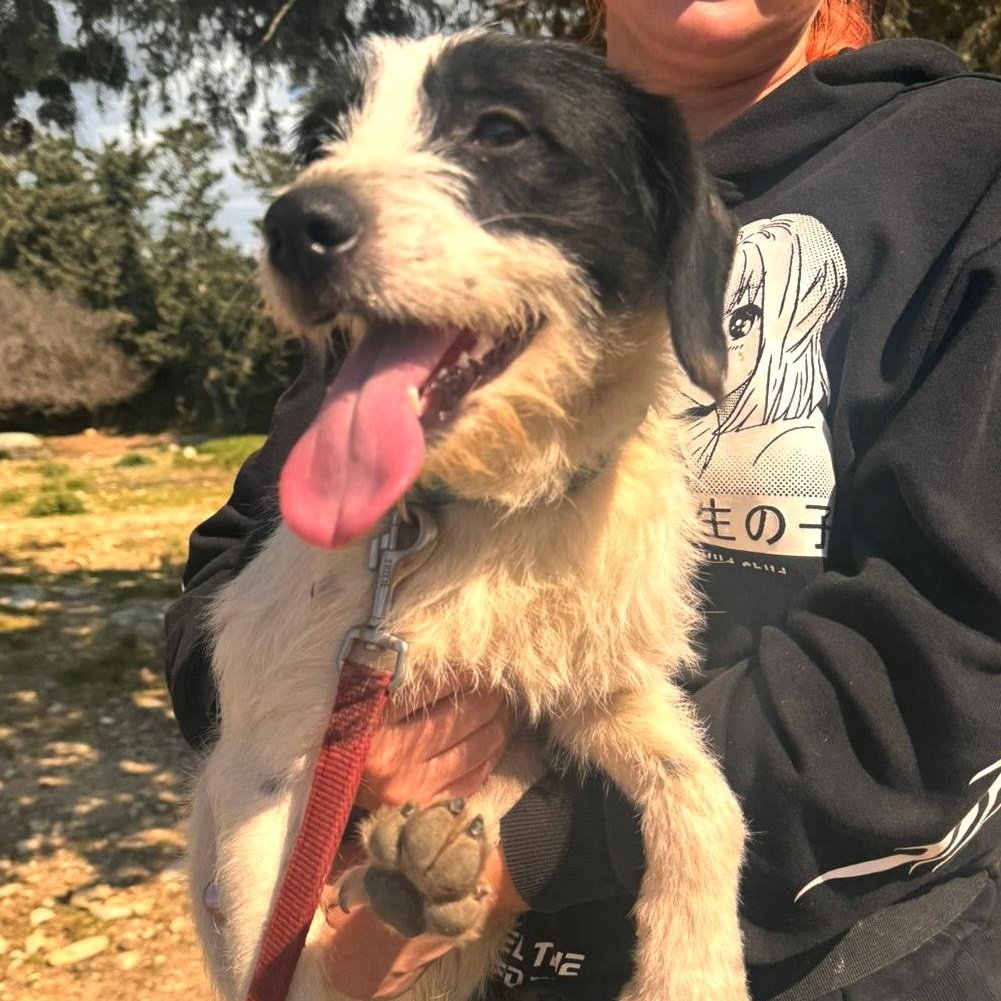 Tino, a ADOPTABLE mixed breed in Morristown, NJ image 2/6
