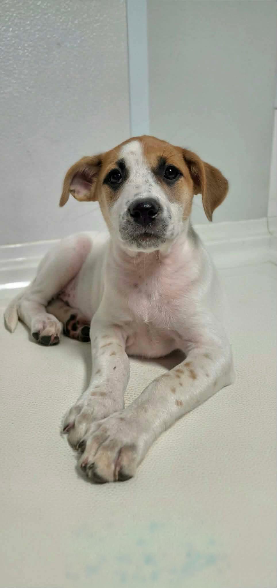 Enlarge Mary Jane, a Adoptable Mixed Breed in Argyle, NY image 2/2