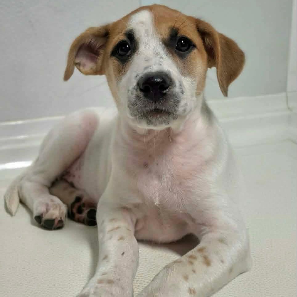 Mary Jane, Adoptable, Puppy Female Mixed Breed.