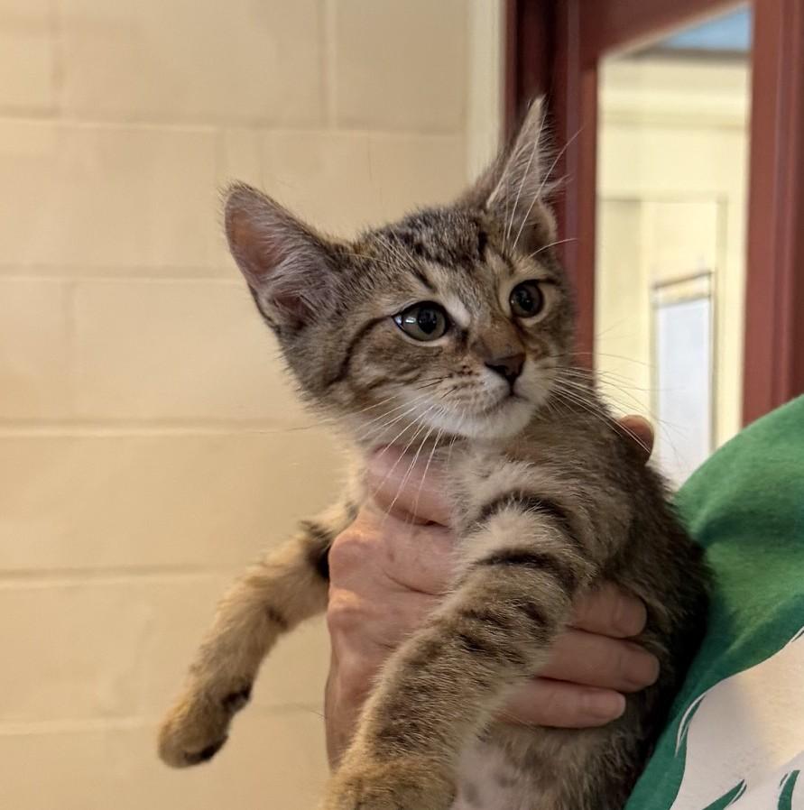 Enlarge Ivy, a ADOPTABLE mixed breed in Slidell, LA image 1/1