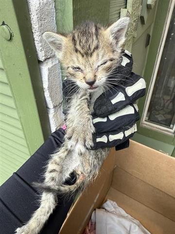 Enlarge MELANIE, a Adoptable Domestic Short Hair in Houston, TX image 1/1