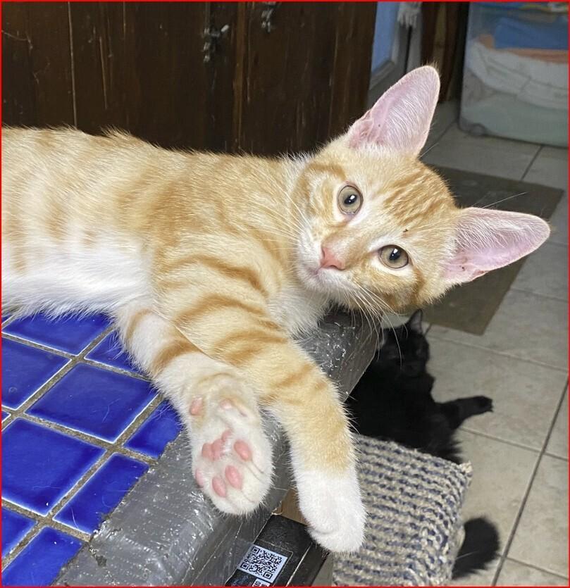 Quinn, Adoptable, Kitten Male Tabby.