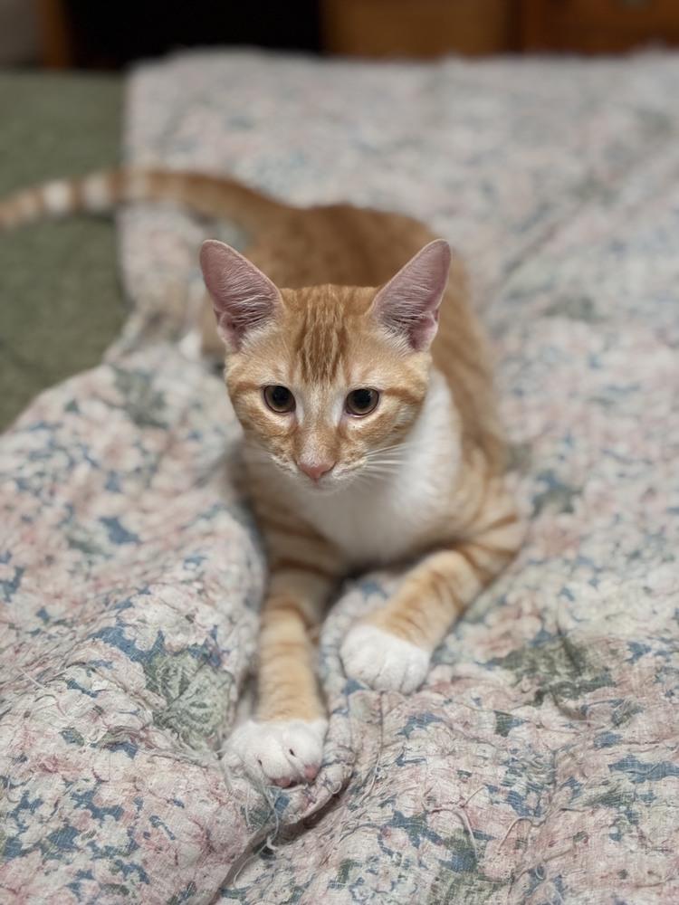 Quinn, a Adoptable mixed breed in Orlando, FL image 4/6
