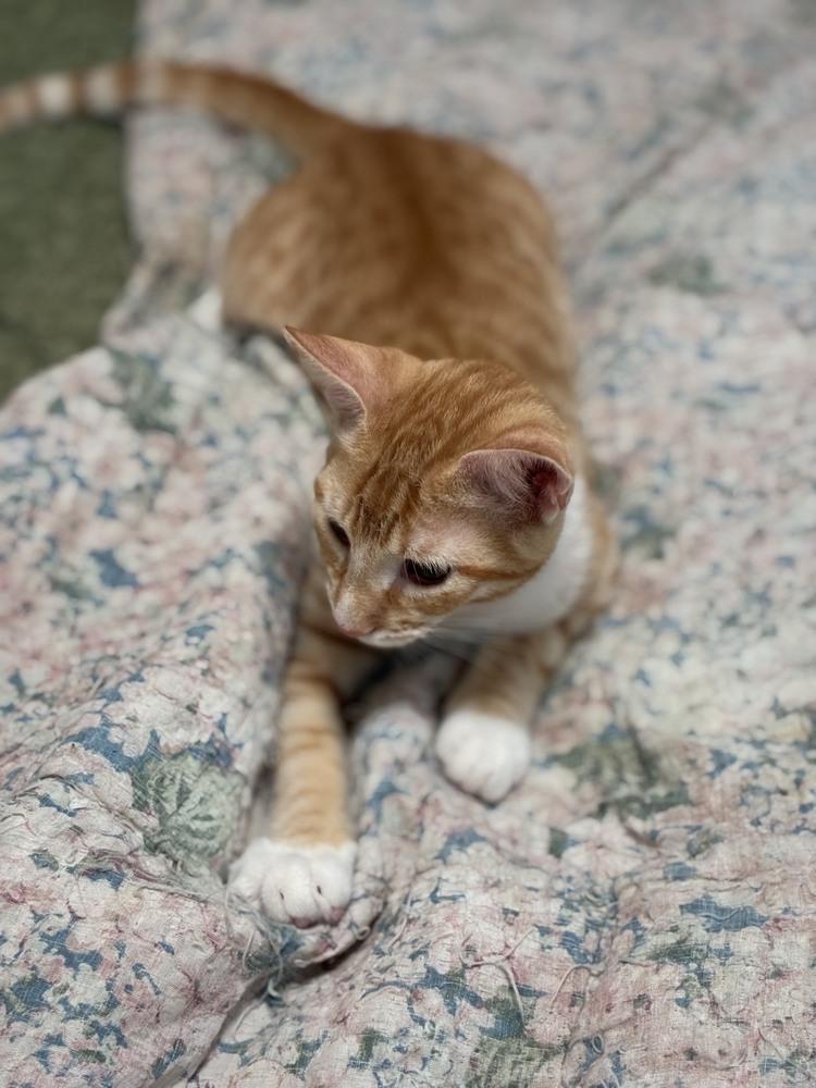Quinn, a Adoptable mixed breed in Orlando, FL image 5/6