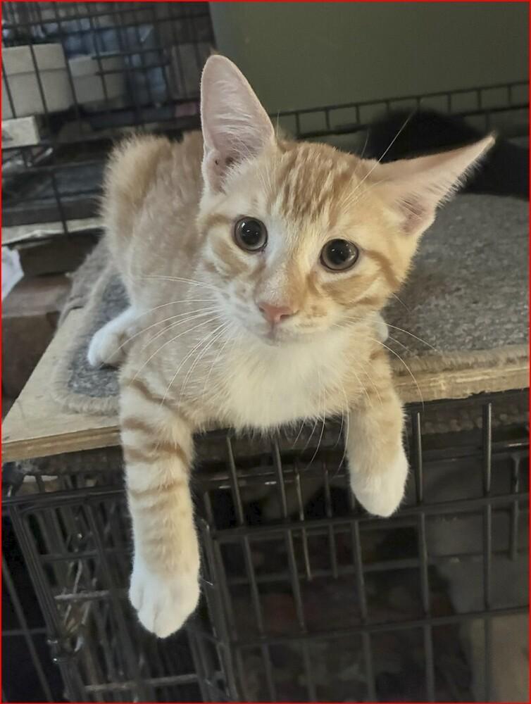 Quinn, a Adoptable mixed breed in Orlando, FL image 6/6