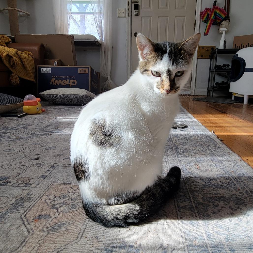 Enlarge Roger Dodger, a Adoptable Domestic Short Hair in St. Paul, MN image 2/2