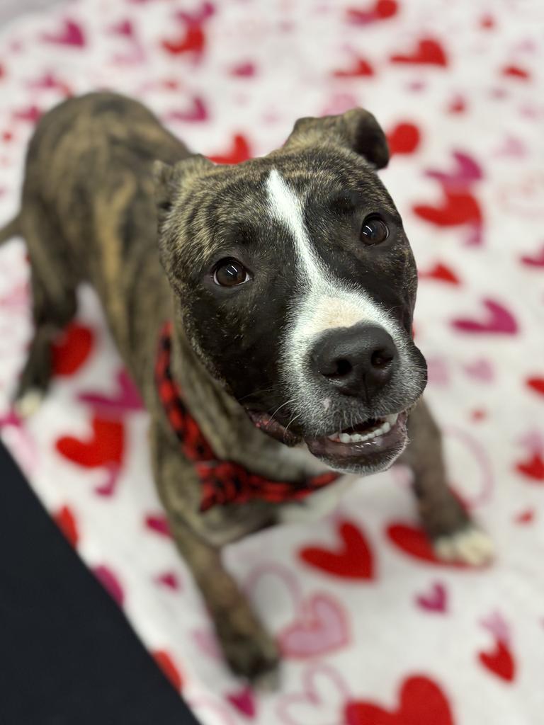 Enlarge Nectar Keepsake, a Adoptable mixed breed in Detroit, MI image 1/6