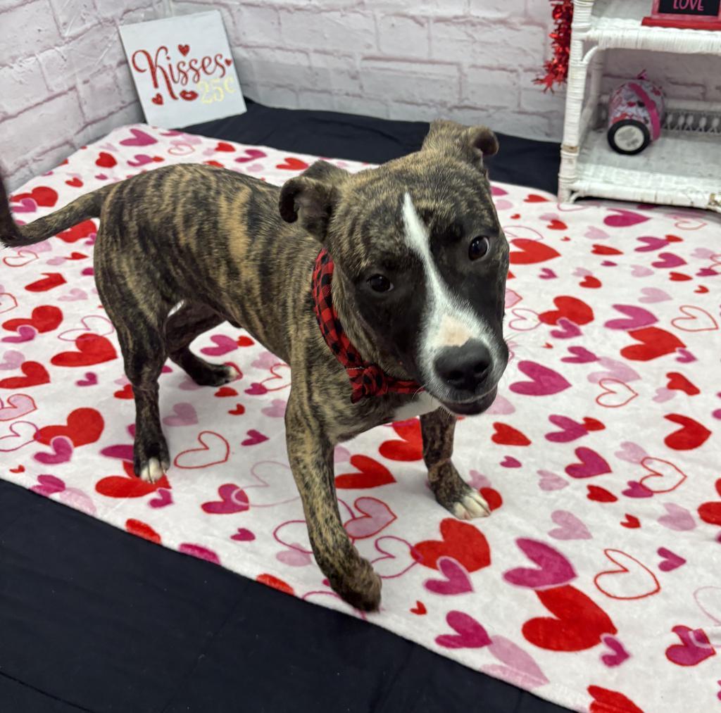 Enlarge Nectar Keepsake, a Adoptable mixed breed in Detroit, MI image 2/6