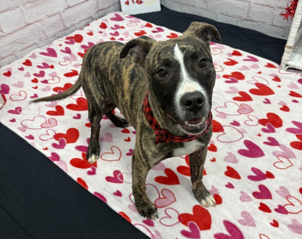 Enlarge Nectar Keepsake, a Adoptable mixed breed in Detroit, MI image 3/6