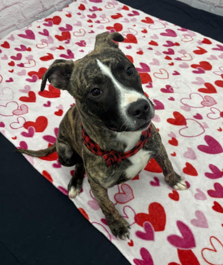 Enlarge Nectar Keepsake, a Adoptable mixed breed in Detroit, MI image 4/6