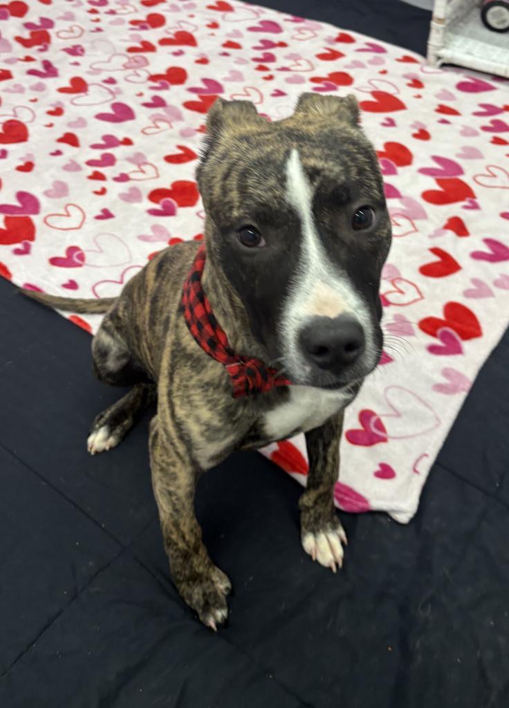 Enlarge Nectar Keepsake, a Adoptable mixed breed in Detroit, MI image 5/6