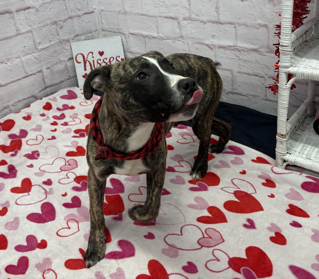 Enlarge Nectar Keepsake, a Adoptable mixed breed in Detroit, MI image 6/6