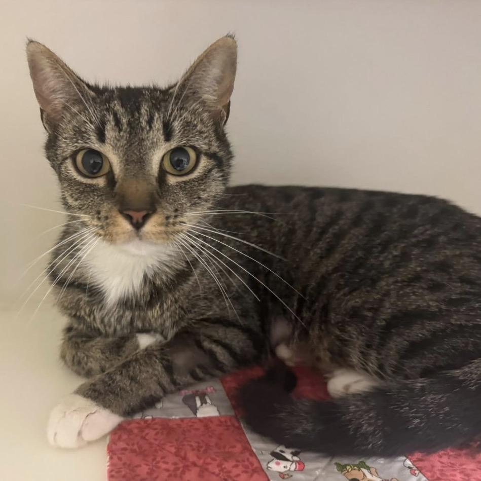 Enlarge Linda, a Adoptable Domestic Short Hair in Brevard, NC image 1/1