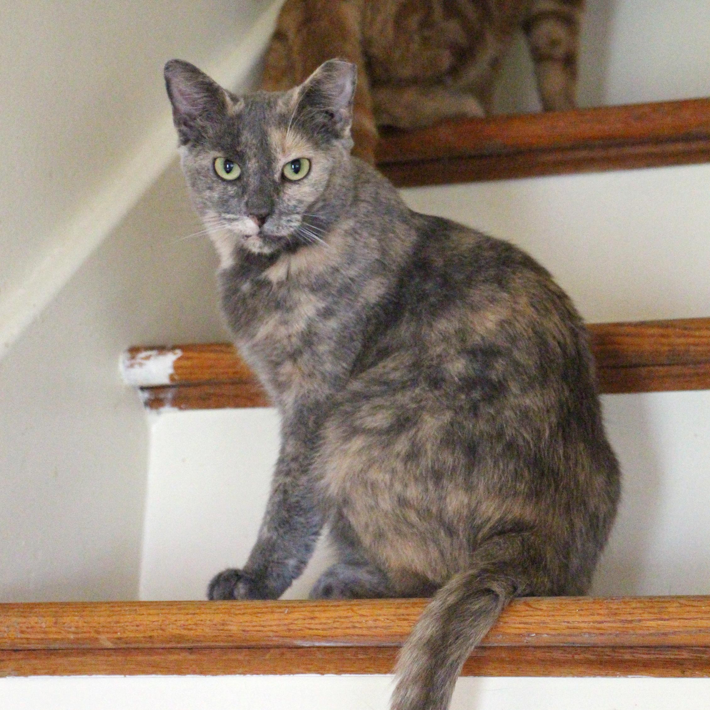 Patches, a Adoptable mixed breed in Harrisburg, PA image 3/3