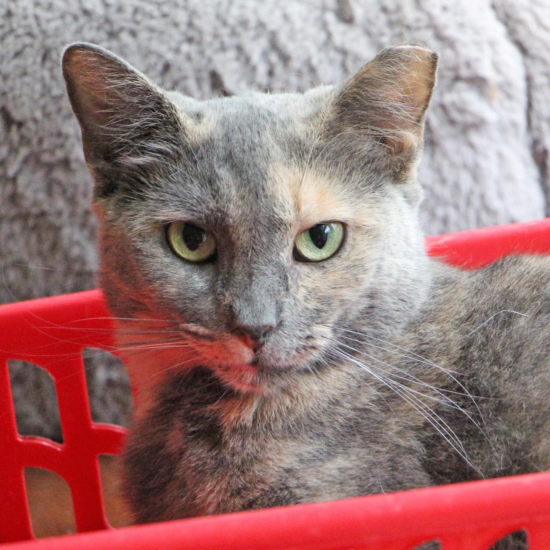 Patches, a Adoptable mixed breed in Harrisburg, PA image 2/3