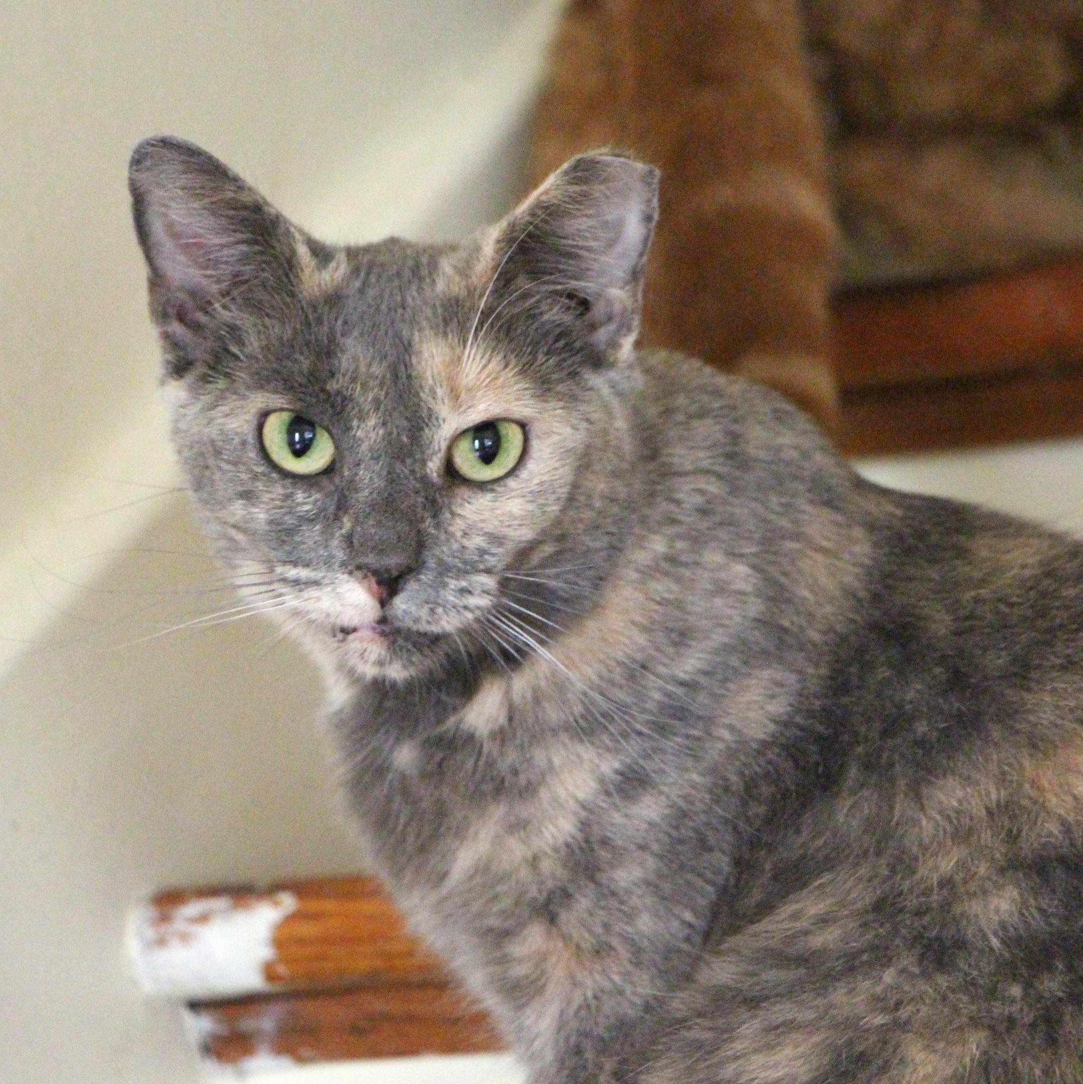 Patches, Adoptable, Young Female Dilute Tortoiseshell & Domestic Short Hair.
