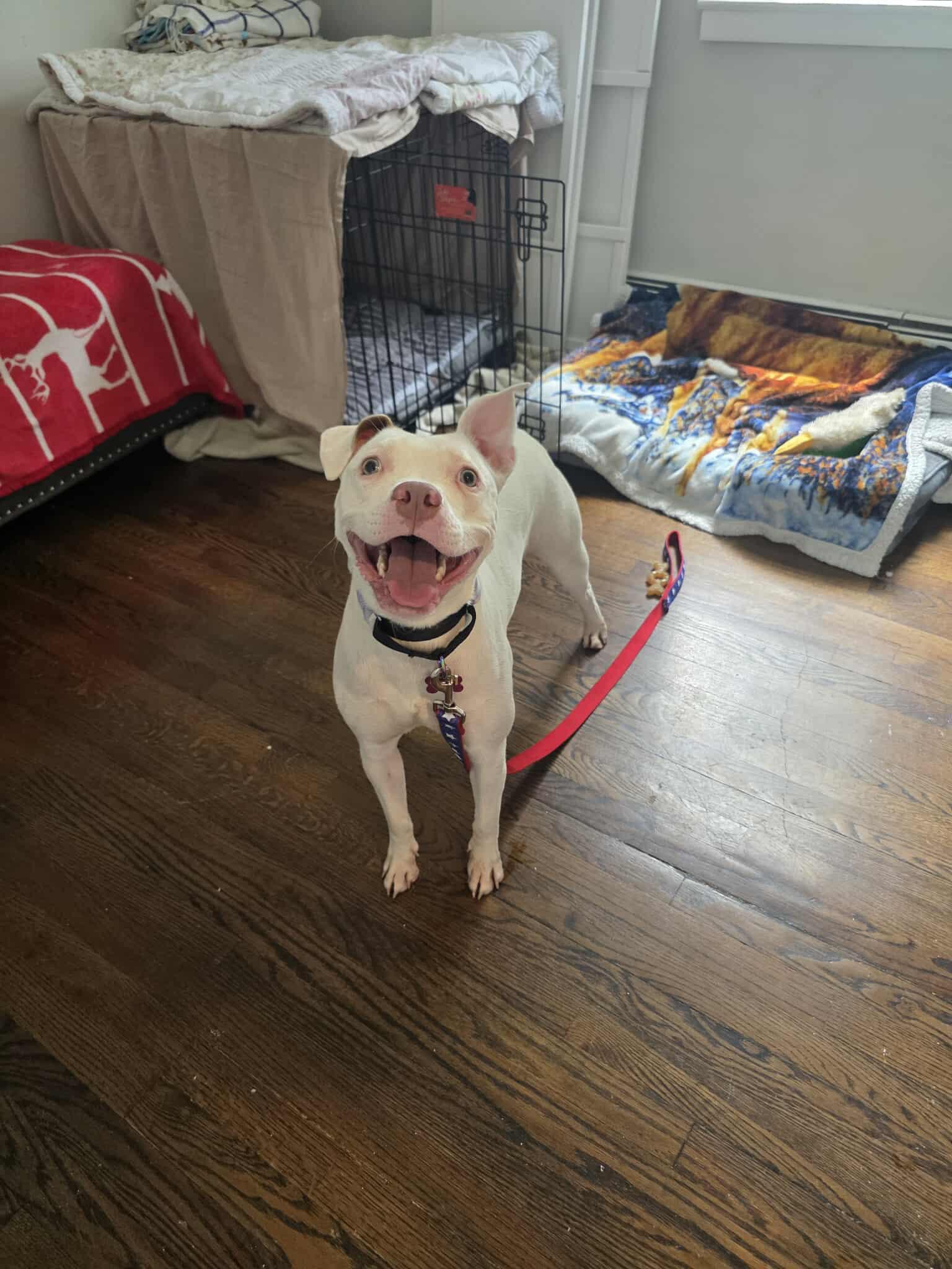 Enlarge Judy, a Adoptable Pit Bull Terrier in Lincoln Park, NJ image 1/6