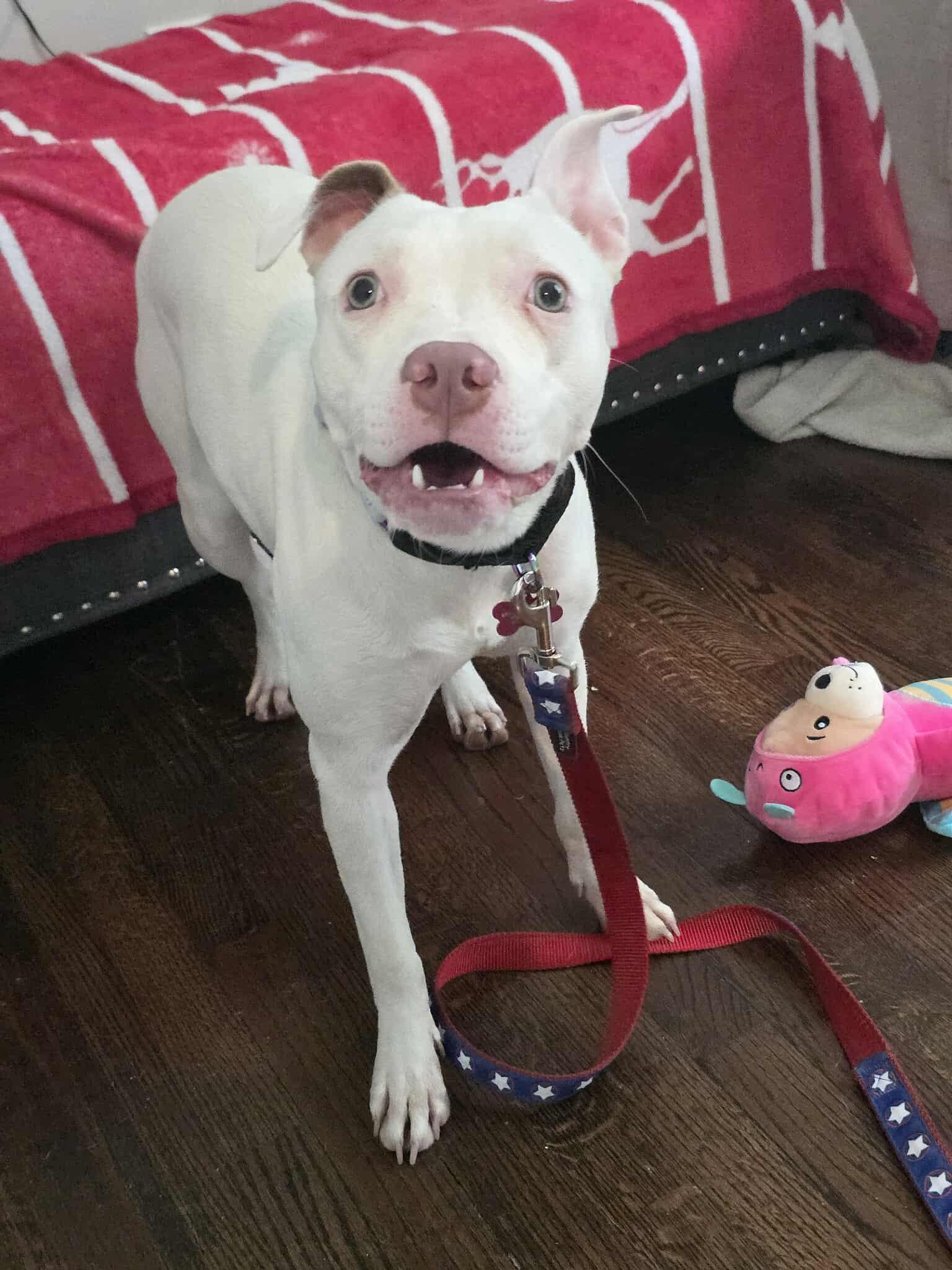 Enlarge Judy, a Adoptable Pit Bull Terrier in Lincoln Park, NJ image 2/6