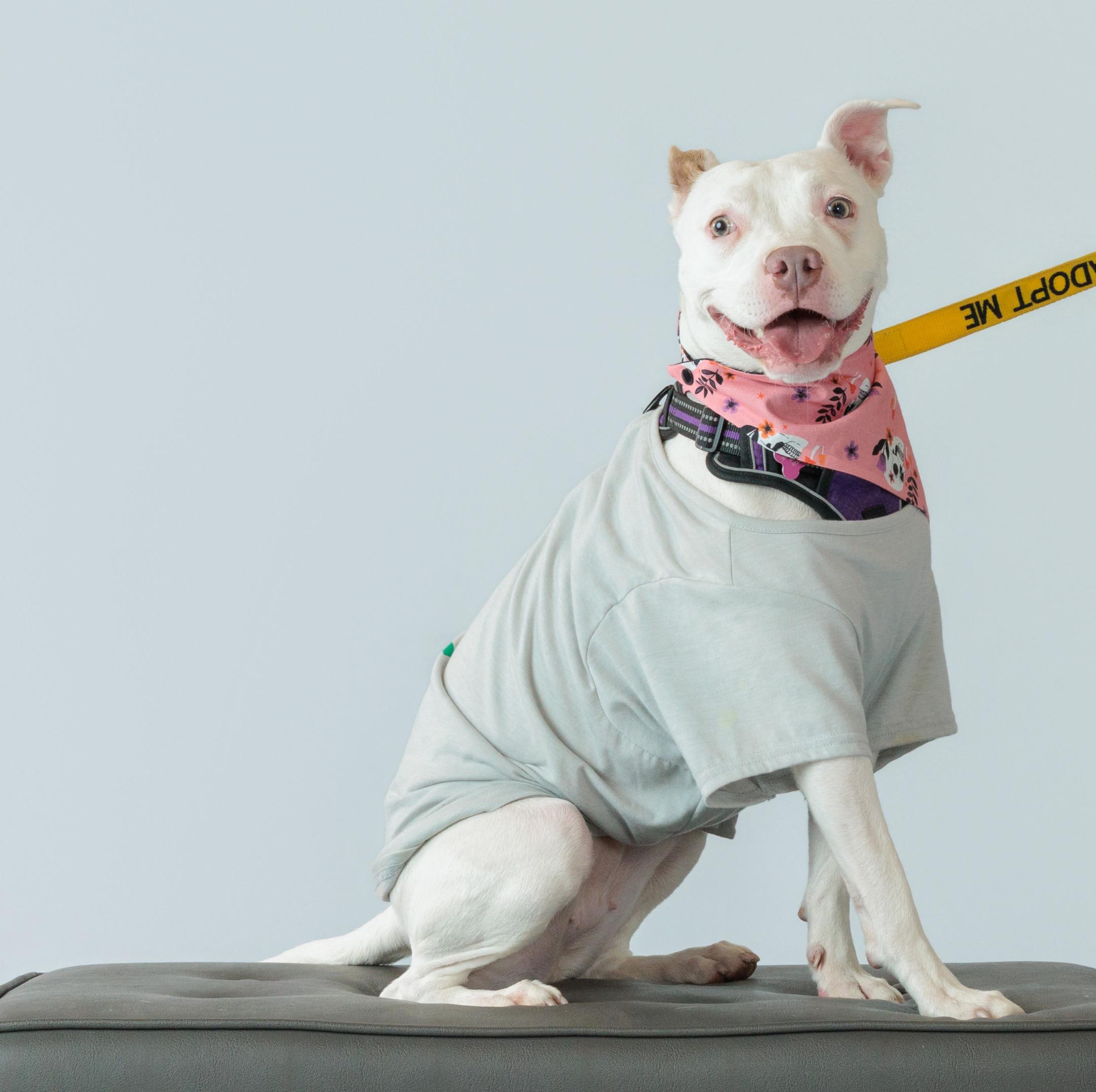 Enlarge Judy, a Adoptable Pit Bull Terrier in Lincoln Park, NJ image 3/6